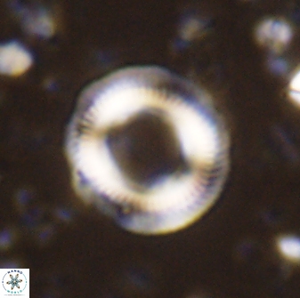 Denisea atalikii 3561