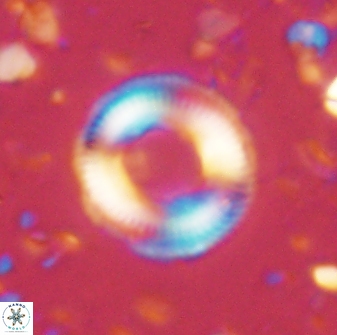 Denisea atalikii 3563