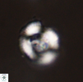 Denisea atalikii 45738