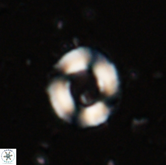 Denisea atalikii 55145