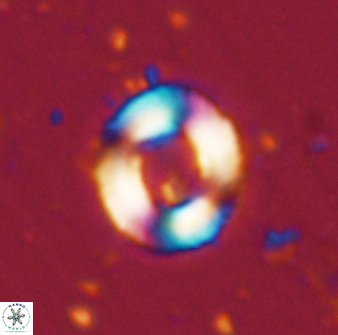 Denisea atalikii 55146