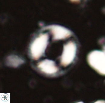Denisea atalikii 53444