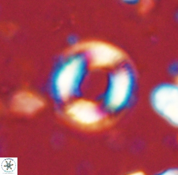 Denisea atalikii 53445