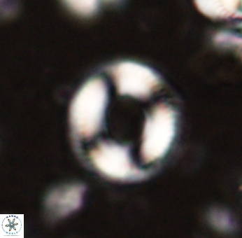 Denisea atalikii 53440