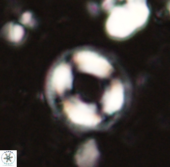 Denisea atalikii 53443