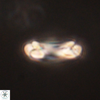 Denisea aliquanta 53121