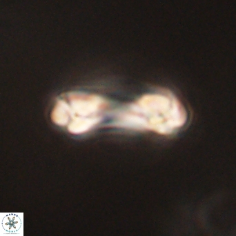 Denisea aliquanta 53124