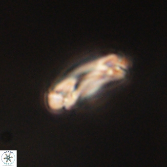 Denisea aliquanta 53125