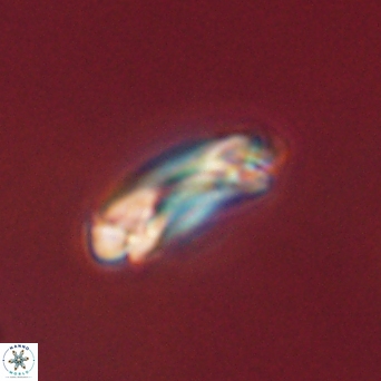 Denisea aliquanta 53126