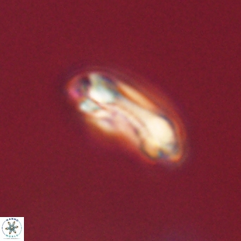 Denisea aliquanta 53131