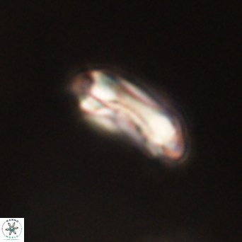 Denisea aliquanta 53132