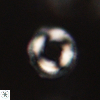 Denisea aliquanta 53133