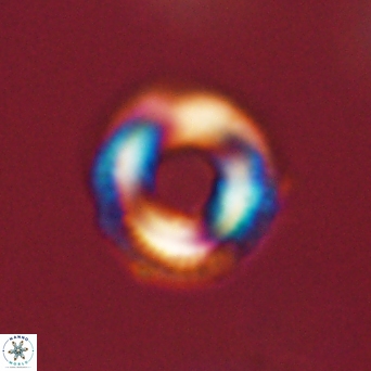 Denisea aliquanta 53134