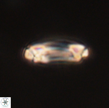 Denisea aliquanta 53278