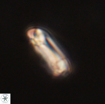 Denisea aliquanta 53281