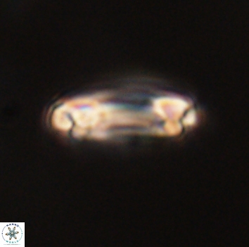 Denisea aliquanta 53282