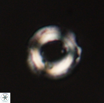 Denisea aliquanta 53284