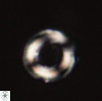 Denisea aliquanta 53286
