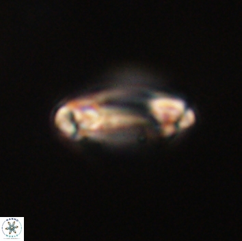 Denisea aliquanta 53288