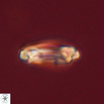Denisea aliquanta 53290