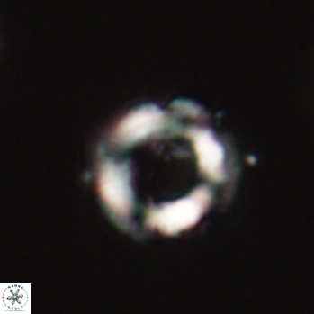 Denisea aliquanta 20778