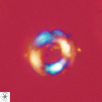 Denisea aliquanta 20779