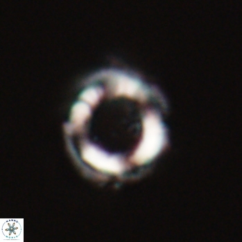 Denisea aliquanta 20782