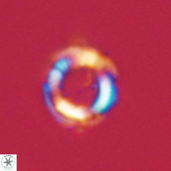 Denisea aliquanta 20783