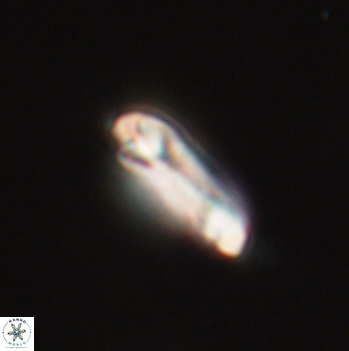 Denisea aliquanta 20788