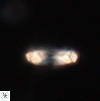 Denisea aliquanta 20790