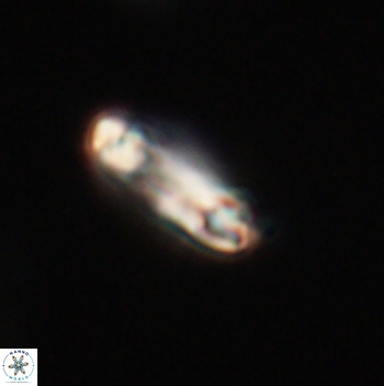 Denisea aliquanta 20792