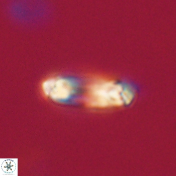 Denisea aliquanta 20795