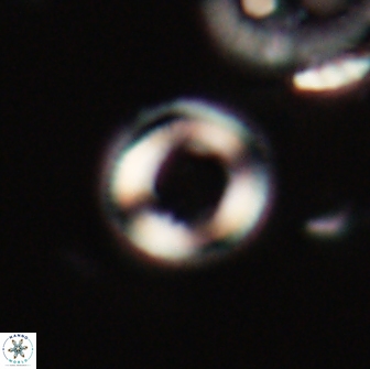 Denisea aliquanta 20854