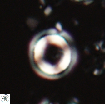 Denisea aliquanta 20834
