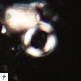 Denisea aliquanta 21019
