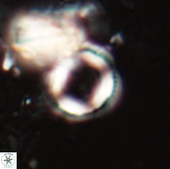 Denisea aliquanta 21020