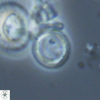 Denisea aliquanta 22312