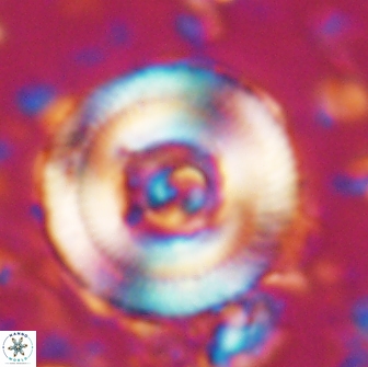 Denisea constricta 22028