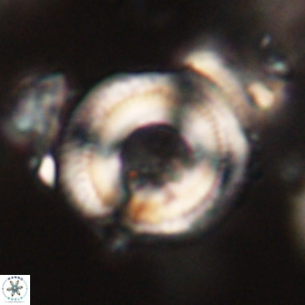 Denisea constricta 53178