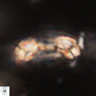 Denisea constricta 53212
