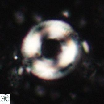 Denisea constricta 60934