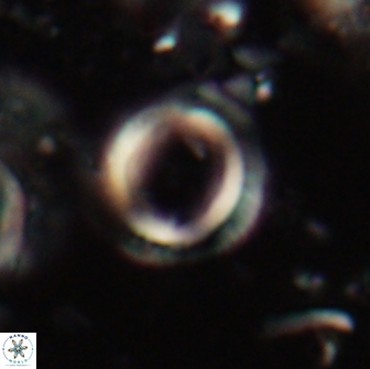 Denisea foramena 20914
