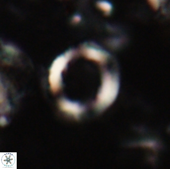 Denisea foramena 20913