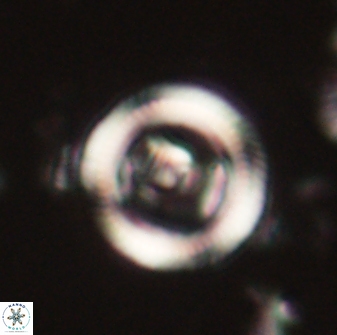 Denisea foramena 59955