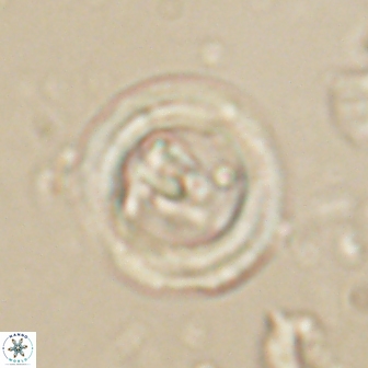 Denisea foramena 59957