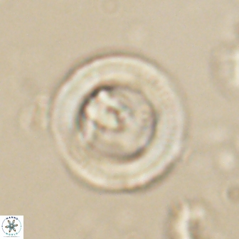 Denisea foramena 59959