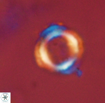 Denisea foramena 52828