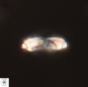 Denisea foramena 52839