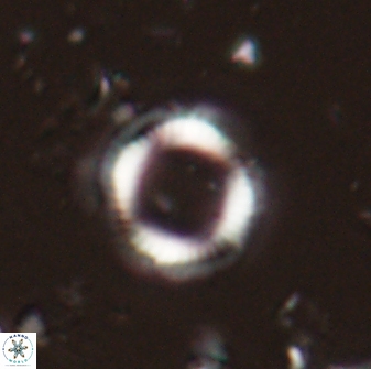 Denisea foramena 53605