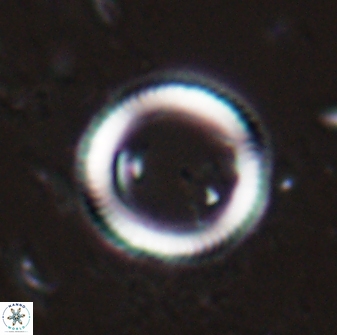 Denisea polymegalo 25188